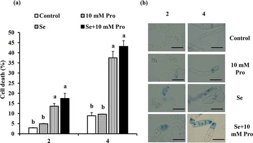 Figure 2. Effects of exogenous application of proline on selenate-induced BY-2 cell death. (a) Selenate at 250 µM significantly induced cell death and supplementation of proline at 10 mM did not recover the selenate-induced cell death. Averages of cell death from three independent experiments (n = 3) are shown. The error bars represent SE. Values indicated by the same letter do not differ significantly at 5% level of significance as determined by Tukey’s test. (b) Representative images showing that Evans Blue staining of selenate-treated BY-2 cells in the presence or absence of proline. Scale bar = 20 µm.