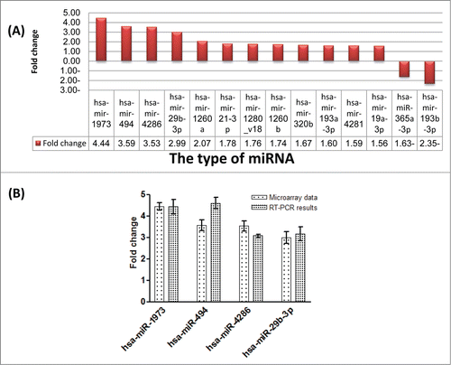 Figure 3. miRNA expression profile in A549DOX11 cells compared to the parental A549 cells. Total RNA was extracted from both cell lines and MicroRNA expression analysis was performed with Agilent® Unrestricted Human miRNA V16.0 8 × 60 K Microarray as described under the materials and methods section. (A) miRNA microarray analysis (B) miRNA microarray results validated by RT-PCR.