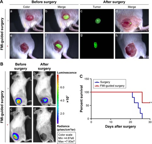 Figure 3 FMI-guided surgery with PD-1-IRDye800CW and evaluation of tumor residuals (n=4). (A) White light and fluorescence images before and after tumor resection without (a–d) or with (e–h) FMI-guided surgery. (B) Tumor residuals were further evaluated by BLI before (a, c) and after surgery (b, d). Scale bar =50 µm. (C) Comparison of survival rate with or without FMI-guided surgery. *P<0.05.Abbreviations: BLI, bioluminescence imaging; FMI, fluorescence molecular imaging.