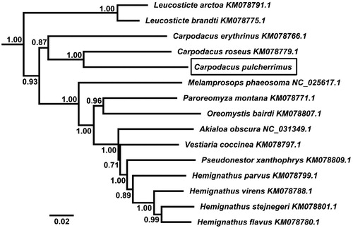 Figure 1. Phylogenetic tree derived from 12 protein-coding gene sequences from 15 complete mitochondrial genomes using BI analysis. Numbers by the nodes indicate Bayesian posterior probabilities.