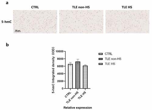 Figure 3. Global 5-hmC patterns in the temporal cortex of TLE patients and controls. a. Representative image of 5-hmC staining in TLE patients divided into HS (n = 16), non-HS (n = 11) and control (n = 10) groups. b. Quantitative analysis of the integrated density of 5-hmC in the neocortex. *p < 0.05 indicates asignificant difference from CTRL. TLE, temporal lobe epilepsy; TLE HS, TLE patients with hippocampal sclerosis; TLE non-HS, TLE patients without hippocampal sclerosis; CTRL, control.