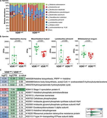 Figure 1. Altered taxonomic community of intestinal bacteria in VDRΔIEC mice compared with VDRloxp mice. (a) Relative bacterial abundances at the species level are shown for the top 10 species, and less abundant species were grouped as “others”. Each bar represents an individual mouse, n = 10 per group. (b) the presentive bacterial species that were markedly altered after intestinal VDR conditional deletion. The values of the Y-axis are based on operational taxonomic unit (OTU) counts, representing the sequence reads. Data are expressed as the mean ± SD, Welch’s t test, n = 10 each group. (c) Differential analysis of functional genes in the feces of conditional VDR-knockout mice. The KEGG MODULE database consists of KEGG modules identified by M numbers, which are manually defined functional units of gene sets. The KEGG Module ortholog table is a useful tool to check the completeness and consistency of genome annotations. It shows currently annotated genes in individual genomes for a given set of K numbers. Items with q-values≤0.05 in pairwise comparisons or butyrate-related items were selected. The fold-change (log2FC), counts per million (log2CPM), and q-value were colored using the key as indicated on the right side of the figure, n = 10 each group. All p values are shown in the figures.