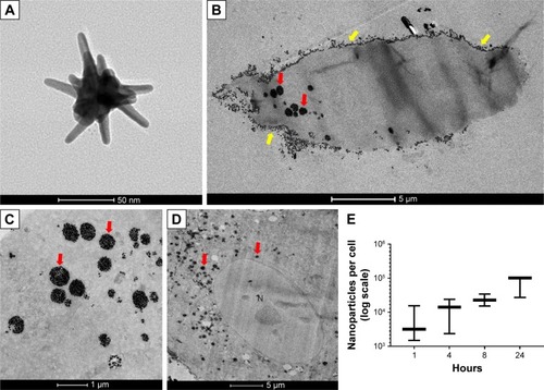 Figure 1 GNS morphology by TEM (A); visualization and quantification of GNS endocytosed into SUM149 cell line (B–E). The relative amount of cellular uptake of 0.15 nM GNS after 24-hour incubation was observed by TEM. TEM images show GNS in cytoplasmic vesicles (red arrows) as well as GNS adhered to the cellular membrane (yellow arrows). TEM imaging revealed that the majority of the nanoparticles were localized within the cytoplasmic space and the vesicles of the cells and that no nanoparticles were observed to be present within the nuclear membrane (N, nucleus) of the cell (D). (E) Nanoparticle uptake per cell over a time course of 1, 4, 8, and 24 hours of particle incubation with SUM149 cell line was quantified by ICP-OES. SUM149 cells demonstrated consistent nanoparticle uptake and cytoplasmic retention over a 24-hour period.Abbreviations: GNS, gold nanostars; TEM, transmission electron microscopy.