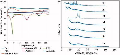 Figure 3. (A) Differential scanning calorimetry thermograms and (B) powder X-ray diffraction crystallographs of (1) Dox, (2) Gantrez® AN 119, (3) PES, (4) NPs, (5) Pul NPs (6) AGn NPs, and (7) Pul–AGn NPs.