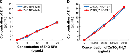 Figure S2 Toxicity of ZnSO4·7H2O for LCs and SCs, and dissolution curve of Zn2+ from different concentrations of ZnO NPs and ZnSO4·7H2O in medium.Notes: (A and B) In order to verify ZnSO4·7H2O cytotoxicity, cells were treated with various concentrations of ZnSO4·7H2O for 12 and 24 hours, and viability determined with MTT. MTT indicated time- and concentration-dependent cytotoxicity of ZnSO4·7H2O on both cell lines. On comparing the effects of ZnO NPs on the two cell lines with the MTT assay, the ZnO NPs showed hazardous effects than ZnSO4·7H2O. (C) Dissolution curve of Zn2+ from different concentrations of ZnO NPs in medium. (D) Dissolution curve of Zn2+ from different concentrations of ZnSO4·7H2O in medium. More Zn2+ was released from ZnSO4·7H2O than ZnO NPs at the highest concentration. This shows that the ZnO NP toxicity was dependent on the particle and not on the released Zn2+. Also, 17.665, 35.33, 52.995, and 70.66 μg/mL ZnSO4·7H2O have the same concentration zinc with 5, 10, 15, and 20 μg/mL ZnO NPs, respectively. The results are expressed as the mean ± standard deviation of three separate experiments.Abbreviations: LCs, Leydig cells; MTT, 3-(4,5-dimethylthiazol-2-yl)-2,5-diphenyltetrazolium bromide; NPs, nanoparticles; SCs, Sertoli cells; h, hours.