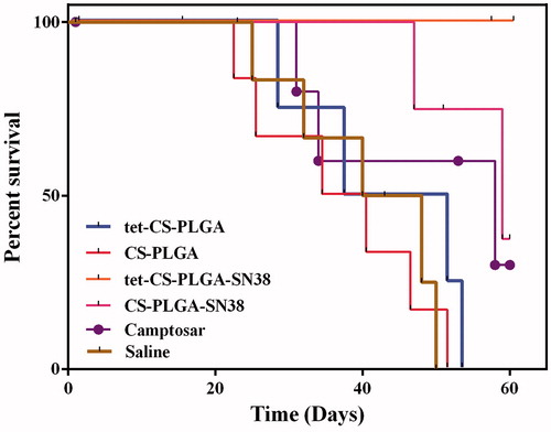 Figure 9. Survival rates of the BALB/c mice (five per group) bearing C26 tumours (20–30 mm3) received (IV) injections of CS-PLGA-SN38 NPs or tet-CS-PLGA-SN38 NPs (two times in week for 4 weeks, equivalent SN38 concentration of 10 mg/kg), Camptosar (two times in week for 4 weeks, equivalent irinotecan concentration of 25 mg/kg). Equivalent concentration of tetrac (1 mg/kg, two times in week for 4 weeks) in form of blank tet-CS-PLGA or tet-CS-PLGA-SN38 was also administered.