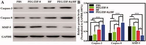 Figure 6. Western blot detection of the expressions of caspase-3, caspase-8, and MMP-9 proteins in the tumor tissues from PBS, PEG/ZIF-8, HF, and PEG/ZIF-8@HF groups (A), and the corresponding quantitative analysis, *p<.05, **p<.01, and ***p<.001 (B).