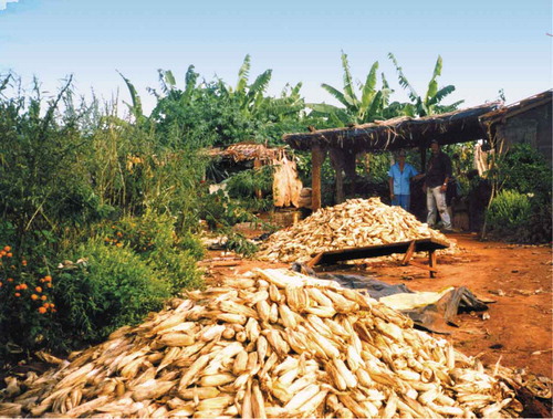 Figure 3. Corn harvest in 2005 (source: the authors)