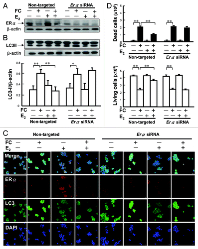 Figure 3. Involvement of ERα in the E2-mediated suppression of FC-induced autophagy in PC12 cells. (A) Erα RNA silencing decreased the levels of ERα. The differentiated PC12 cells were pre-treated with Erα siRNA (50 nM) for 24 h, followed by E2 treatment for an additional 24 h before FC exposure. (B) Erα RNA silencing diminished the suppression of FC-induced LC3 lipidation by E2. (C) Erα RNA silencing diminished the suppression of LC3 immunoreactivity by E2. In the nontargeted siRNA treated group, E2 suppressed the FC-induced LC3 immunoreactivity. (D) Erα silencing diminished the protective effect of E2 against FC-induced neurotoxicity. Data are expressed as means ± SD (n = 6), *p < 0.05, **p < 0.01.