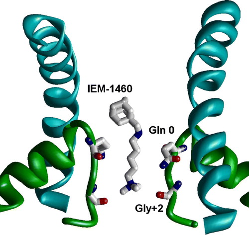 Figure 2.  Side view on the MthK-based model of the GluR1 channel. The dicationic derivative of adamantane (IEM-1460) is docked in the narrow part of the pore. The headgroup of the drug binds at the Q/R site, whereas the terminal ammonium group interacts with Gly + 2 residues. Reproduced with permission from Andersen et al. ([Citation2006]). This figure appears in colour in Molecular Membrane Biology online.