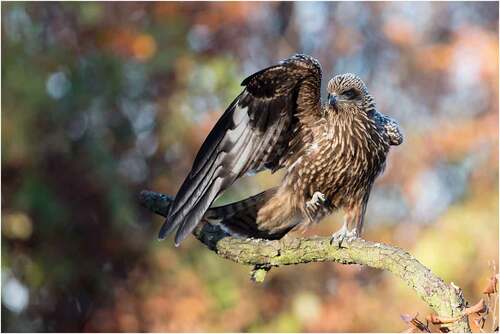 Figure 3. Black kite with features of Milvus m. lineatus (see bluish cere and legs, large white spot on the underpart of wing), 1cy. Beluša, Slovakia, 6 November 2020. The bird apparently originated from a hybrid zone between M. m. migrans and M. m. lineatus. Photographed by Ľubomír Ondráško.