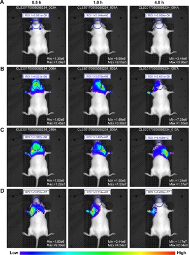 Figure 7 In vivo images of the (A) control group, (B) BO-SLN/CM group, (C) BO-SLN/PM group, and (D) SLN group, and (E) the fluorescence intensity curve of the in vivo imaging system.Abbreviations: BO-SLN/CM, borneol-modified chemically solid lipid nanoparticle; BO-SLN/PM, borneol-modified physically solid lipid nanoparticle; SLN, solid lipid nanoparticle.