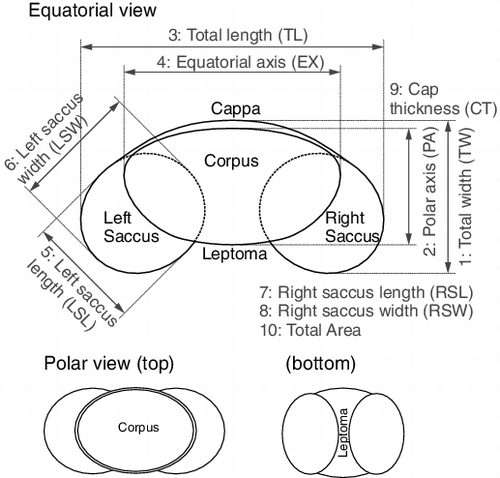 Figure 2. Schematic diagram of Cedrus atlantica pollen as it appears under light microscopy (LM), and the different measurements taken under LM.