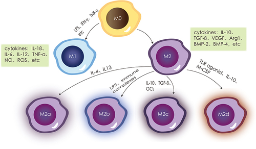 Figure 1 Macrophages are polarized into the M0 state and can be induced into pro-inflammatory M1 macrophages by stimulatory factors such as LPS, IFN-γ, TNF-α, secreting a large number of inflammatory cytokines such as IL-1β, IL-6, IL-12, TNF-α, nitric oxide (NO), and reactive oxygen species (ROS). In contrast, anti-inflammatory M2 macrophages are activated by substances such as Th2 cells and immune complexes, releasing a large number of anti-inflammatory factors like IL-10, transforming growth factor β (TGF-β), vascular endothelial growth factor (VEGF), and very low levels of pro-inflammatory cytokines such as IL-12. M2 is further divided into four subtypes: the M2a subgroup activated by IL-4 and IL-13, the M2b subgroup induced by immune complexes or Toll-like receptor agonists, the M2c subgroup activated by IL-10, and the M2d cell subgroup polarized by factors like macrophage colony-stimulating factor (M-CSF), Toll-like receptor antagonists, and IL-10.