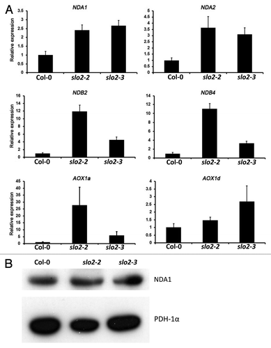 Figure 3. Expression of alternative respiratory pathway transcripts in wild type and slo2 mutants. (A) Rosette leaves from 1 mo old plants were harvested and total RNA was extracted. Quantitative real-time PCR were performed using gene specific primers, actin 11 was used as an internal reference. The data shown represent mean values and standard errors obtained from three independent experiments. (B) western blot of NDA1 in mitochondrial fractions from wild type and two slo2 alleles, pyruvate dehydrogenase-1α (PDH-1α) was used as a loading control.