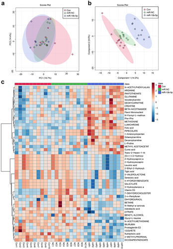 Figure 6. miR-10b-5p modulates the metabolic profiles of tumor tissues. (a) PCA scores plot for different groups. (b) PLS-DA scores plot for different groups. (c) The heat map of the metabolic features in the tumor tissues of different groups. (d) Boxplots of several key differential metabolites expression. *p < .05.