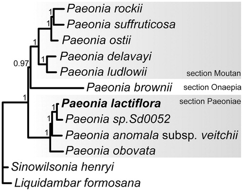Figure 1. Bayesian tree based on 12 complete plastome sequences. Accession numbers: P. lactiflora (MG897127, this study), Paeonia sp. Sd0052 (KF753636), P. anomala subsp. veitchii (NC_032401), P. obovata (NC_026076), P. ludlowii (NC_035623), P. delavayi (NC_035718), P. ostii (NC_036834), P. suffruticosa (MH_191384), P. rockii (MF488719), P. brownii (MH191385), Sinowilsonia henryi (NC_036069), and Liquidambar formosana (NC_023092).