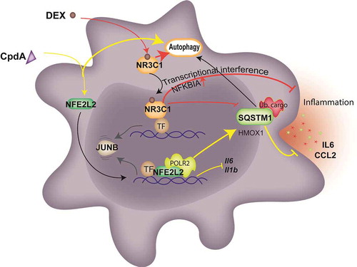 Figure 7. The model of NFE2L2- and NR3C1-dependent transcriptional regulation of SQSTM1 following CpdA and DEX and its link to autophagy and inflammation in macrophages. CpdA supports recruitment of NFE2L2 and a transcriptional, NR3C1-independent, upregulation of a subset of NFE2L2 pathway genes. One of those, encoding SQSTM1, is involved in CpdA-mediated suppression of inflammation. Oppositely, NFE2L2 recruitment at Il6 and Il1b promoters results in the downregulation of these genes. DEX mediates NR3C1-dependent transcriptional suppression of Il6 and Il1b genes as a main driver of its potent anti-inflammatory properties, yet is assisted by the upregulation of anti-inflammatory genes and the stabilization of NFKBIA/IκBα. The above-described transcriptional events result in a release of the transcription factor JUNB. Both compounds are able to induce autophagy with slightly different characteristics. CpdA leads to stronger ubiquitination of proteins at early time points, linking to aggregate-autophagy receptor binding [Citation52]. Ub. cargo, ubiquitinated cargo; yellow lines depict activation or suppression by CpdA; red lines depict activation or suppression by DEX; black and gray arrows depict movement and sequence of events.