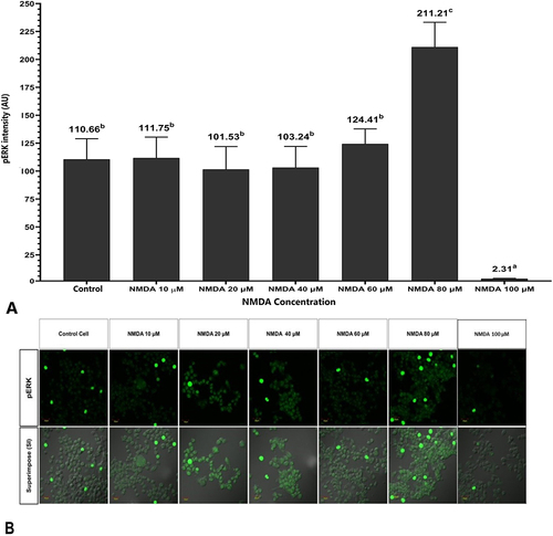 Figure 4 pERK intensity in the DRG neuron induced with a different concentration of NMDA . (A) Induction with NMDA 80 µM shows the highest pERK intensity compared to other groups. (B) Fluorescent imaging shows the highest intensity of pERK in the neuron induced with NMDA 80 µM. The abc notation indicates statistical differences between groups. The same notation indicate no significant difference. Description: Superimpose (SI): description of the combined observations of pERK and DIC (differential interference contrast) observations. Magnification: 400X.