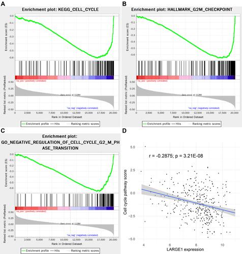 Figure 6 LARGE1 expression was negatively associated with cell cycle in lung adenocarcinoma (LUAD). (A–C) KEGG Cell cycle pathway (A), HALLMARK G2/M checkpoint (B), and GO cell cycle G2/M phase transition (C) were all negatively associated with LARGE1 expression. (D) The association of LARGE1 expression with cell cycle pathway score, which was calculated by summing cell cycle-related proteins expression.