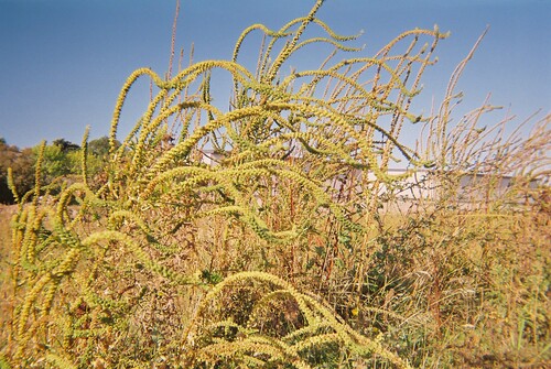 Figure 6: Scrub growing in a temporarily vacant lot Photographer: Allie, office worker.