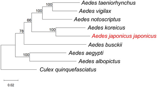 Figure 3. Phylogenetic tree constructed using maximum-likelihood (ML) based on complete mitogenome sequences of related mosquitoes. The following sequences were used: Aedes taeniorhynchus MN626442 (Cornel et al. Citation2020), Ae. vigilax KP995260 (Hardy et al. Citation2016), Ae. notoscriptus KM676219 (Hardy et al. Citation2016), Ae. koreicus MT093832 (Shin and Jung Citation2020), Ae. japonicus japonicus OP373191 (this study), Ae. busckii MN626443 (Cornel et al. Citation2020), Ae. aegypti MH348176 (Schmidt et al. Citation2018), Ae. albopictus NC_006817 (Ho et al. Citation2021), Culex quinquefasciatus HQ724617 (Atyame et al. Citation2016). Numbers at nodes indicate bootstrap frequencies out of 500 replicates. Culex quinquefasciatus was considered as an outgroup. The scale bar indicates relative nucleotide difference (0.02 = 2% nucleotide difference).