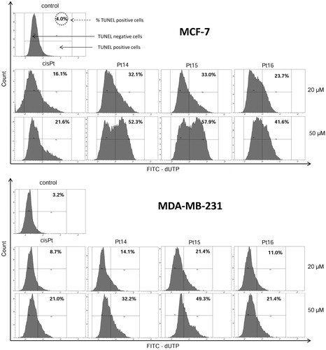 Figure 13. Flow cytometric analysis of DNA fragmentation of MCF-7 and MDA-MB-231 breast cancer cells after 24 h of incubation with Pt14–Pt16 and cisplatin (20 μM and 50 μM) using TUNEL assay. Histograms present TUNEL negative and TUNEL positive cells. Mean percentage values from three independent experiments (n = 3) done in duplicate are presented.