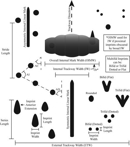 Figure 4. Illustrated trackway terminology showing the measurements and some arthropod trackway characteristics examined in this study (q.v., Table 2). The overall internal mark width (OIMW) refers to the total width of internal linear drag marks made by the crayfish tail fan, while the narrower internal linear marks could be made, for example, by a scorpion’s metasoma or only part of the crayfish’s tail fan.