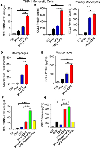 Figure 1 IFN-γ and LPS cooperatively induce CCL2 in monocytic cells/macrophages. THP-1 monocytic cells, primary monocytes, and THP-1-derived macrophages were treated for 24h with IFN-γ (10 ng/mL) alone or in combination with LPS (10 ng/mL). Total RNA was extracted and Ccl2 mRNA expression was quantified by real-time RT-PCR. CCL2 protein was measured in cell supernatants using commercial ELISA kit. All data are expressed as mean ± SEM (n ≥ 3). Group means between two data sets were compared using Student’s t-test and those of more than two data sets were compared using one-way ANOVA with post-hoc Tukey’s test. All p-values < 0.05 were considered significant (ns, non-significant, *p< 0.05, **p< 0.01, and ***p< 0.001). Elevated CCL2 gene (A) and secreted protein (B) expression is shown in THP-1 monocytic cells co-stimulated with IFN-γ and LPS compared to cells treated with IFN-γ and LPS alone. Primary monocytes (C) also show increased CCL2 secreted protein expression after co-stimulation with IFN-γ and LPS compared to stimulation with either IFN-γ or LPS. In addition to monocytic cells and primary monocytes, THP-1-derived macrophages co-stimulated with IFN-γ and LPS also display elevated expression of CCL2 transcripts (D) and secreted protein (E). (F and G) THP-1 cells were primed with IFN-γ and LPS, separately, followed by LPS and IFN-γ treatment, respectively, for 24h. Ccl2 mRNA and protein expression was quantified and statistically analyzed as described above. The data show that only the IFN-γ priming followed by LPS stimulation led to elevated CCL2 mRNA (F) and secreted protein (G) expression in monocytic cells compared to controls stimulated with IFN-γ or LPS alone.