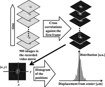 Figure 7 Procedure for estimating the spatial distribution of the position of a Brownian particle constrained by the optical potential.