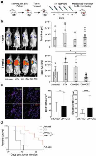 Figure 5. Inhibition of lung metastases development by CIK+CTX therapy. (a) The experimental protocol consisted in the fat pad injection of MDA-MB-231_Luc cells, followed ten days after by tumor removal. On the next day (day 11) mice were i.v. treated with CIK cells in combination with CTX (n = 10) or ISO (n = 6), or CTX alone (n = 5); control mice were left untreated (n = 5). (b) Metastasis growth was assessed weekly by BLI on all animals, and one representative mouse for each group is shown at week 1 (upper panel) and week 2 (lower panel) after surgery. Overall quantifications of BLI signals are reported as mean ± SD in the right histogram graphs, where symbols refer to individual mice. (c) Representative images (x20, left panels) of paraffine embedder lungs, stained with CD3 (magenta), CD56 (green), CD16 (red), pan-cytokeratin (orange) and nuclei (blue), analyzed by mIHC. The correspondent quantification of the CD3+CD56+ and CD3+CD56+CD16+ densities (right panels) are presented as mean ± SD. (d) Kaplan–Meier survival curves of experimental mice. Statistical analysis was performed using the Log-rank (Mantel-Cox) test. *P < .05; **P < .01; ***P < .001; ****P < .0001.