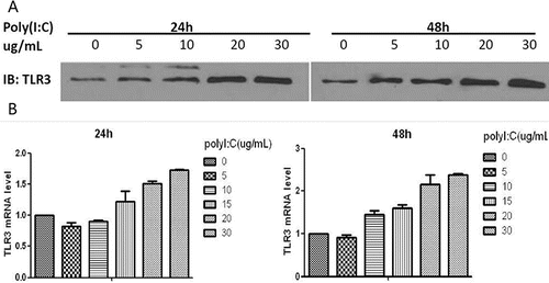 Figure 1. Western blotting and RT-PCR analysis of TLR3 expression after exposure to poly(I:C). (A) Maximal TLR3 protein expression was observed after 48 hours of treatment with 30 µg/ml poly(I:C). (B) Maximal TLR3 mRNA expression also occurred at 48 hours after treatment with 30 µg/ml. The mean ± SD of triplicate wells from a representative experiment (n = 3) is shown.