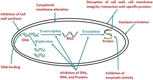 Figure 3. Modes of action for cellular antimicrobial peptide activity.