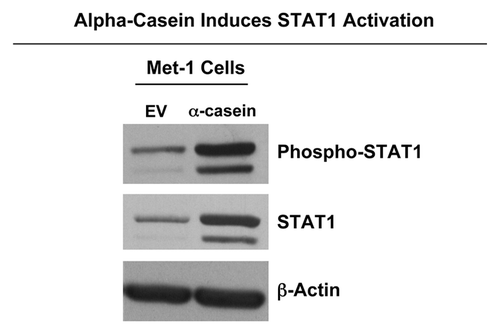 Figure 10. α-casein induces STAT1 activation. Results from DNA microarray analysis suggested that α-casein expression induces the upregulation of the IFN-signaling pathway. Activation of this pathway results in STAT1 phosphorylation. Thus, we performed immunoblot analysis on Met-1 cell lystates. Interestingly, both total STAT1 and phospho-STAT1expression levels were clearly increased by the expression of α-casein.