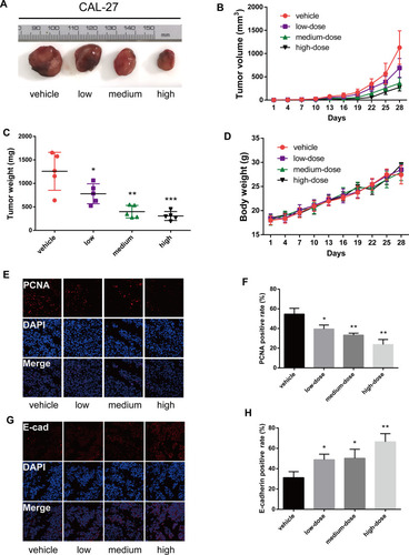 Figure 4 The anti-cancer effect of lycopene in nude mice inoculated with CAL-27 cells. (A) Photographs of dissected tumors from nude mice. (B) The tumor volume was measured every three days. (C) The tumor weight was measured at the end of the experiment. (D) The body weight of mice was measured every three days. (E and F) Immunofluorescence staining detected PCNA (proliferating cell nuclear antigen)-positive or DAPI (4ʹ,6-diamidino-2-phenylindole)-positive cells in xenograft tumor tissues. (G and H) Immunofluorescence staining detected E-cadherin-positive cells in xenograft tumor tissues. *P<0.05, **P<0.01, ***P<0.001, compared with the control group.