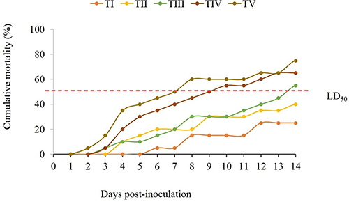 Figure 11 Cumulative mortality of Tilapia zillii subjected to intraperitoneal injection with different doses of B. cereus (TI-TV, fish groups received a bacterial dose of 104–108 CFU mL−1, respectively). LD50 is a bacterial dose (106 CFU mL−1) that induces ~50% (exactly 55%) mortality in the challenged fish.