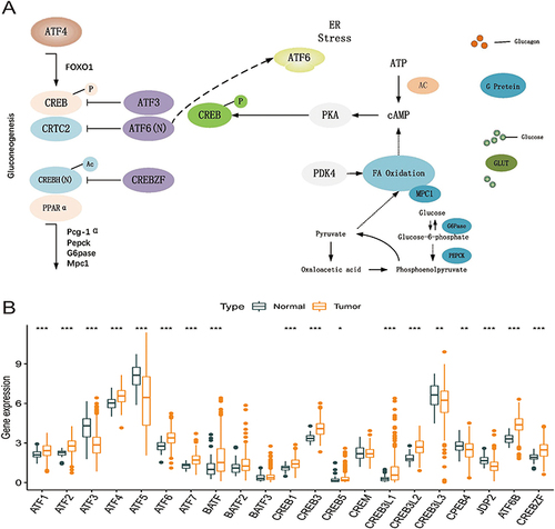 Figure 1 Expression of ATF/CREB family genes and their role in the hepatic gluconeogenic pathway. (A) Role of ATF/CREB family genes in the pathways involved in hepatic gluconeogenesis. (B) Expression of 21 ATF/CREB family genes in normal liver tissue (darkslategray) and tumor tissue (darkorange). Box plots indicate the interquartile range of values. The rows in the boxes indicate median values and the asterisks above indicate p-values (*p < 0.05, **p < 0.01, ***p < 0.001).