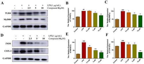 Figure 4. Compound 8 suppressed the activation of TLR4 signalling. (A–C) The expression of TLR4 and MyD88 were analysed using western blotting. (D–F) The expression of iNOS and COX-2 were analysed using western blotting. ###p < 0.001 vs. control group; ***p < 0.001; **p < 0.01; *p < 0.05 vs. LPS group.