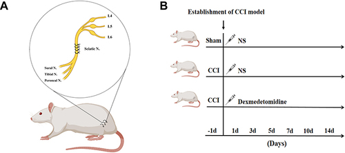 Figure 1 Establishment of the CCI rat model and drug administration. (A) The CCI neuropathic pain model was established in the normal rat. Four loose ligatures were loosely tied around the sciatic nerve under anesthesia with 2% isoflurane. The sciatic nerve is the largest in the body that innervates the sensory and motor areas of the lower limbs. The sciatic nerve has three major branches: the tibial nerve, sural nerve, and peroneal nerve. (B) The rats were randomly divided into three groups. The rats were injected intraperitoneally with Dex or NS (normal saline, in identical volumes) from days 1 to 14 after the surgery.