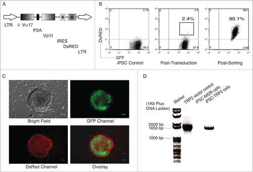 Figure 1. Genetic modification of iPSCs with TRP2-specific TCR. Mouse iPSCs were transduced with the MIDR vector or TRP2-specific TCR (MiDR-TCR). (A) Schematic representation of the retroviral construct. (B) GFP+ iPSCs (left) were transduced with the retroviral construct MiDR-TCR, and GFP+ DsRed+ iPSCs (middle) were analyzed by flow cytometry and sorted by a high-speed cell sorter (right). (C) TCR-transduced iPSCs were visualized by fluorescence microscopy (scale bars: 50 μm). (D) GFP+ DsRed+ iPSCs were sorted and DNA were analyzed for TCR (Vα17 and Vβ11) gene expression by PCR. The forward primer is ATTTTAGATCTCCACCATGCTGATTCTAAGCCTGTTG and the reverse primer is TAAGAATTCTCAGGAATTTTTTTTCTTGAC. Data are representative of three identical experiments.
