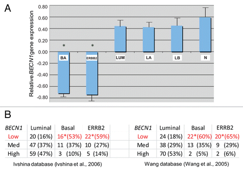 Figure 1. Low BECN1 mRNA levels correlate with the ERBB2-positive and triple negative breast cancer subtypes. (A) Relative expression of BECN1 mRNA in basal (BA), luminal (LUM), and ERBB2-amplified (ERBB2) breast cancer subclasses and normal breast tissue (N) from samples analyzed in Wang et al. and Richardson et al. The luminal class is shown further subdivided into luminal A (LA) and luminal B (LB) subclasses. The mean expression of BECN1 in the total sample set is shown normalized to 0. (B) The relative number of samples falling into the lower, middle, and high tertiles of BECN1 gene expression in BA, LUM and ERBB2 breast cancer subclasses in an independent set of samples from Ivshina et al. and Wang et al. is shown. Statistically significant subclasses (*) indicating a P value < 0.05 (Student t test).