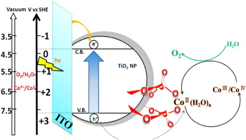 Figure 8. Schematic illustration for photoelectrochemical (PEC) water oxidation by cobalt (II) phosphate-modified TiO2. Adapted from reference ( Citation35) with permission. Copyright 2013, American Chemical Society.