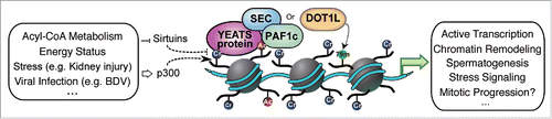 Figure 2. Histone crotonylation and YEATS proteins are involved in diverse biological processes.