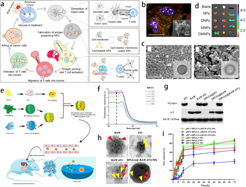 Figure 4. (a) Synthesis and utilization of whole tumor antigen presenting costimulatory NPs. (b) Representative images of DC-MC38 fusion cells. (c) PLGA and hybrid CM-coated NPs captured by SEM (scale bar: 500 nm) and TEM (insert, scale bar: 50 nm). (d) The accumulation of the indicated NPs in the lymph nodes, thymus, and spleen after intravenous administration (Ma et al., Citation2020). Copyright 2020 American Chemical Society. (e) Formation and multitarget of DPLGA@[RAW-4T1] NPs to lung metastatic. (f) FRET, (g) Western blot, and (h) immunogold TEM images confirmed the membrane fusion. (i) DOX release behavior (Gong et al., Citation2020). Copyright 2020 Springer Nature.