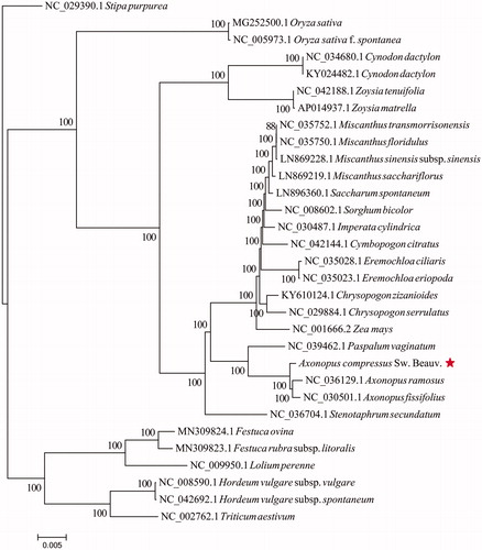 Figure 1. Phylogenetic tree inferred by maximum-likelihood (ML) method based on the complete chloroplast genomes of 31 representative species. Numbers near the nodes mean bootstrap support value.