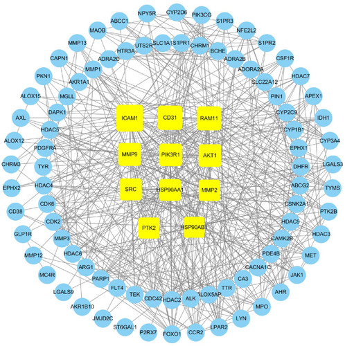 Figure 2 PPI network of common targets. The yellow squares represent the core targets. The blue circulars represent other targets.