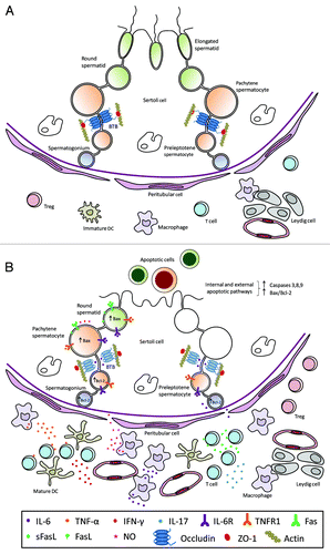 Figure 1. Schematic drawing illustrating the seminiferous epithelium and intestitium under normal (A) or inflammatory (B) conditions. (A) The seminiferous epithelium is composed of Sertoli cells and germ cells at different stages of development. The blood-testis barrier (BTB) is constituted by coexisting adherens, gap and tight junctions between adjacent Sertoli cells. As representative tight junction molecules, occludin and ZO-1 are shown. Macrophages close to Leydig cells and few immature dendritic cells (DCs), T cells and regulatory T cells (Treg) are present in the interstitium. (B) Spermatocytes and spermatids undergo apoptosis and sloughing in the lumen of the seminiferous tubule. Decreased occludin expression in Sertoli cell tight junctions associated to impairment of BTB is shown. An increased number of mature DCs, pro-inflammatory and intermediate type macrophages, CD4+ and CD8+ T cells and T regs are present in the interstitium. Pro-inflammatory cytokines (IL-6, TNF-α, FasL, IFN-γ, IL-17) and nitric oxide (NO) released by macrophages and T cells are involved in the induction of inflammation and germ cell apoptosis. Cytokines and other factors secreted by Sertoli, Leydig and peritubular cells are not illustrated.