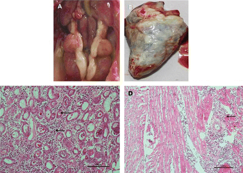 Figure 1. Gross and histopathological lesions from a gout-affected commercial broiler chick. 1a: Prominent ureter and urate deposition in the kidney. 1b: Urate deposition on the heart. 1c: Interstitial nephritis and urate deposits in the kidney (arrows). 1d: Infiltration of inflammatory cells in the myocardium (arrow). 1c and 1d: bar =100 µm, haematoxylin and eosin staining.