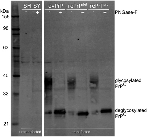 Figure 2. Western blot analysis of PrPC transiently expressed in human neuroblastoma SH-SY5Y cells. Samples were untreated (-) or deglycosylated by PNGase-F treated (+) SH-SY5Y cells, untransfected (SH-SY) and transfected clones with ovine PRNP (ovPrP), reindeer PRNP with 24 bp deletion (rePrPdel) and wild type reindeer PRNP (rePrPwt). Deglycosylated bands from rePrPdel and rePrPwt differ with 1 kDa as expected. The membrane was probed with anti-PrP mab P4