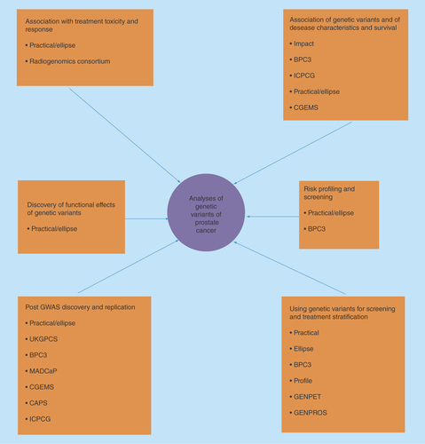 Figure 2.  Showing members of the consortia who are involved with investigating the role of genetic variants of prostate cancer.It highlights the collaborative efforts needed to answer the various scientific and clinical questions.BPC3:Breast Prostate Cancer Cohort Consortium [Citation139]; CAPS: Cancer in the Prostate in Sweden [Citation140]; CGEMS: The Cancer Marker Susceptibility Projects [Citation141]; ELLIPSE: Elucidating Loci Involved in Prostate Cancer [Citation142]; GWAS: Genome Wide Association Studies; GENPET: An imaging study of FCH-PET-CT in men with prostate cancer and a BRCA gene mutation (Study in preparation) (Research Ethics Number: 15/20/0242); GENPROS: Analysing outcomes after prostate cancer diagnosis and treatment in carriers of rare germline mutation in cancer predisposition genes. (Study in preparation) (Research Ethics Number: 14/20/0072); ICPCG: International Consortium of Prostate Cancer Genetics [Citation143]; IMPACT: The Identification of Men with a Genetic Predisposition to Prostate Cancer: Targeted Screening in BRCA1/BRCA2 mutation carriers and controls [Citation144]; MADCaP: Men of African Decent and Prostate Cancer [Citation145]; PRACTICAL: Prostate Cancer Association Group to Investigate Cancer Associated Alterations in the Genome [Citation146]; PROFILE: Germline genetic profiling: Correlation with targeted prostate cancer screening and treatment [Citation147].